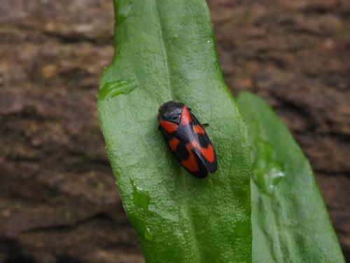 Cercopis vulnerata